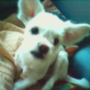 강아지당 이미지