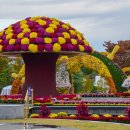 UN평화공원 국화축제 이미지