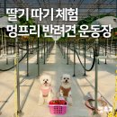 프리멍 | 펫츠고 딸기 따기 체험X멍프리 반려견 운동장 후기