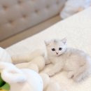 광산구-037 | 광주고양이분양 동그란 매력 브숏 입양