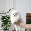 밀리언 로즈 가든 이미지