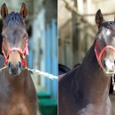 국(농림수산식품부) 이미지