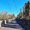 영평조록나무 이미지