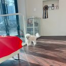 올웨이즈 반려견 미용실 이미지