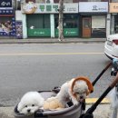 새은평동물의료센터 이미지