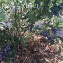 밤나무골 농장 이미지