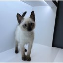 도그의 품격 이미지