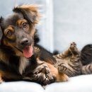 개와 고양이 이미지