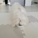 씨에이치디(주) 이미지