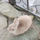 코미코 | 숲, 오르골의숲), 금상고로케, 유노츠보거리, 미르히푸딩, 동구리모노리, 코미코미술관, 인력거 간단 후기