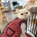 골든캣 | 고양이 미용을 하는 이유 ? 대전 고양이미용실 페르시안캣~