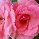 셀세모문경점 공룡셀프세차장 이미지