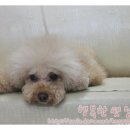 행복한 펫 살롱 이미지