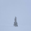 나연결혼정보 | [삿포로] 비에이 버스 투어 추천 ‘유투어버스’ | 크리스마스 트리, 탁신관, 흰수염폭포, 비에이...