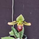 Paphiopedilum venustum 파피오페딜럼 베누스텀 이미지