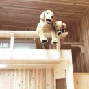 져스틴 하우스 이미지