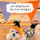 송파식당 | 송파 애견동반식당 맘마 피자 파스타 맘마보울 후기