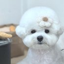 꽃단장 애견미용실 | 우리 댕댕이, 언제나 꽃단장! 아산 애견미용 어디로 가야 할지 고민이라면요