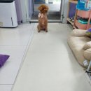 도그밍 네이버블로그