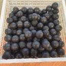 레이블YG센터 이미지