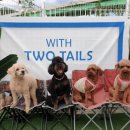 투테일스 이미지