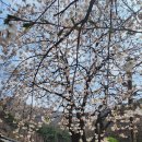 [서산사찰탐방] 문수사 벚꽃 봄꽃 이미지