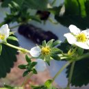 함초롬농원 이미지