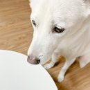 카페위드멍냠 이미지