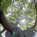 느티나무(주) 이미지