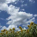 해바라기 이미지