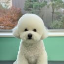 해피애견 미용실 이미지