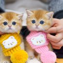 유앤미펫 고양이분양 강아지분양 인천본점 이미지