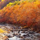 &#34;여긴 신분증 없으면 절대 못 들어갑니다&#34;... 50년간 출입 통제됐던 단풍 명소 이미지