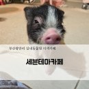 동성큰사랑어린이집 | 부산광안리 세븐테마카페! 내돈내산 아기랑 실내동물원 이색카페 솔.직.후기