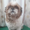 코이독(눈 내리는 강아지마을) 이미지