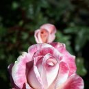 날마다좋은날 이미지