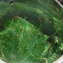 솔잎아래 이미지