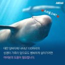 한반도의 토종 돌고래 상괭이 이미지