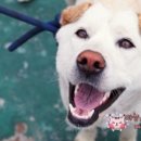4월 16일 부산동물보호소(센터) 이야기 2탄