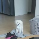 향남메디동물병원 이미지