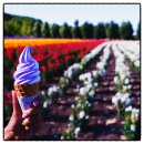 (동화로 떠나는) 세계요리 | [부산출발 일본여행추천] 힐링 홋카이도/삿포로 패키지 온천+미식여행 6월 7월 일정