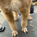 [국비과정] [3/24] 캘리그라피 입문_오후반 | 2026국비자격증반모집중/펫미용 모집중/고프로애견미용학원/덕천애견미용학원/구포애견미용학원/펫미용...