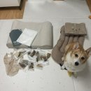 봄봄펫 | 강아지 봄봄 수비드 화식 내돈내산 솔직후기 [봄봄코리아] 오리화식 웰시코기 펫페어 봄봄화식