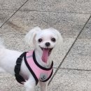 인제이 | 반려견 추모목걸이 내돈내산 찐후기 | 인제이 목걸이 | 반려동물 추모