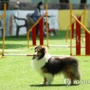 강아지놀이터 이미지