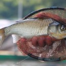 물반고기반낚시터 이미지