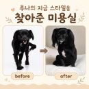 자연애견미용실 | 은평구 애견미용 올라애견미용실 재방문 후기 | 루나의 지금 스타일을 찾은 곳