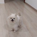 애견세상 | 예쁜 디자인에 흡수력 좋고 튼튼한, 가성비 끝판왕 애견 기저귀 반려세상 기저귀 사용 후기