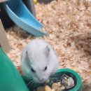 우리집막내 이미지