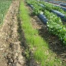 한일농장 이미지